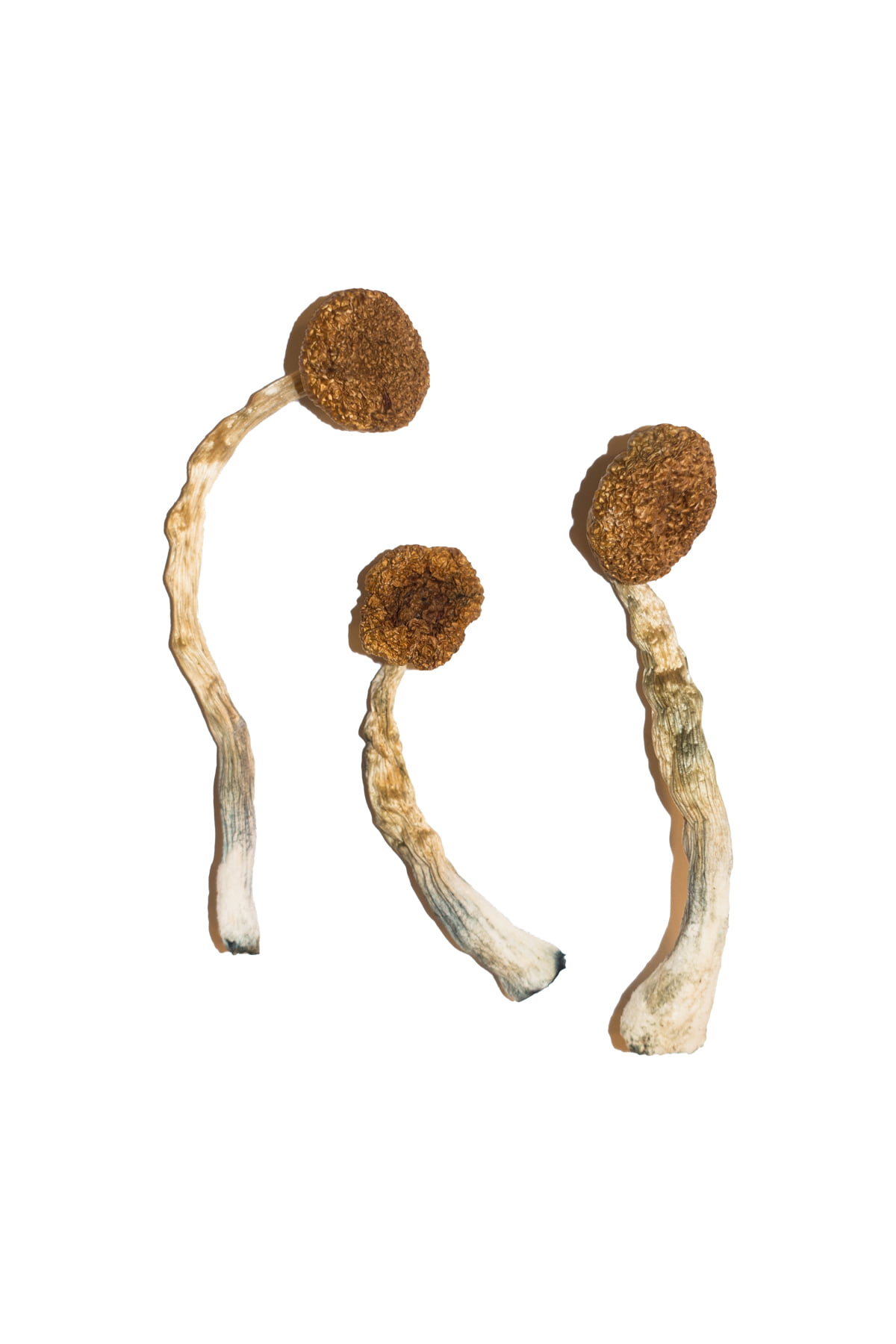 Buy-Treasure-Coast-Magic-Mushrooms-Online.jpg