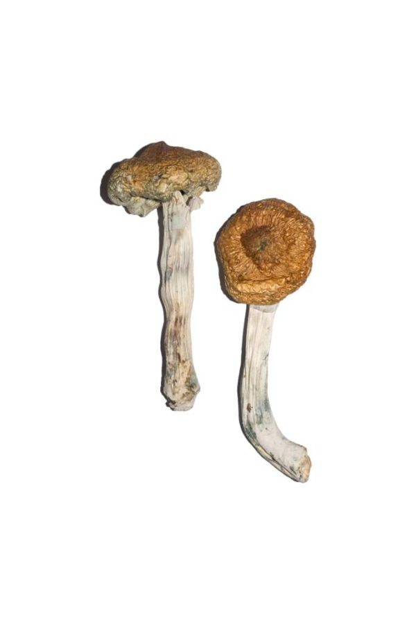 Vietnamese-Magic-Mushrooms-600x900-1.jpg