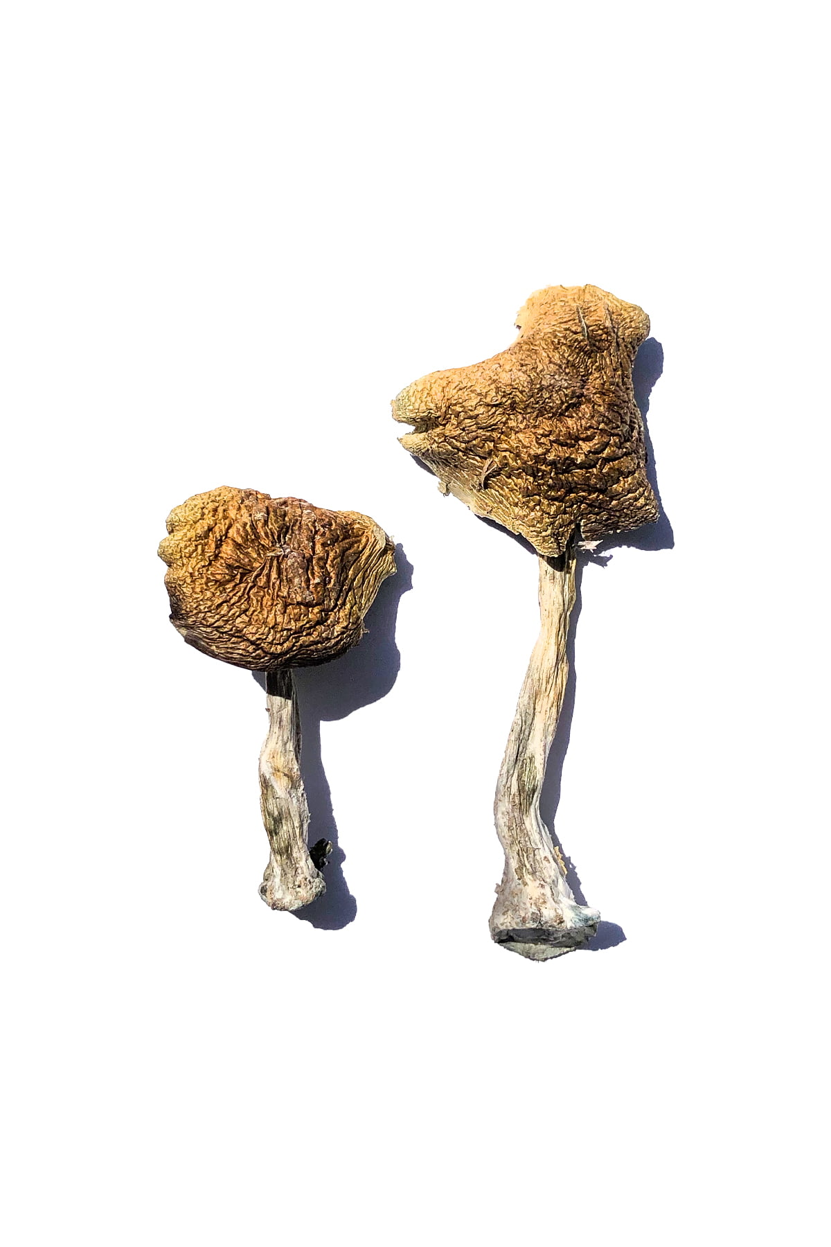 Wollongong-Magic-Mushrooms-1.jpg