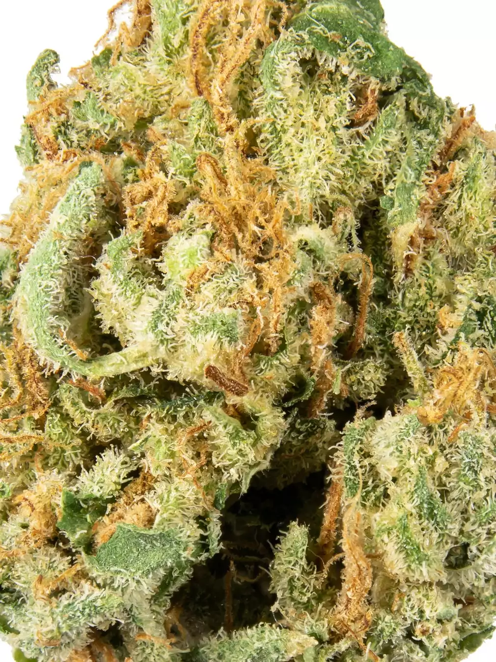 Alien-Og-3
