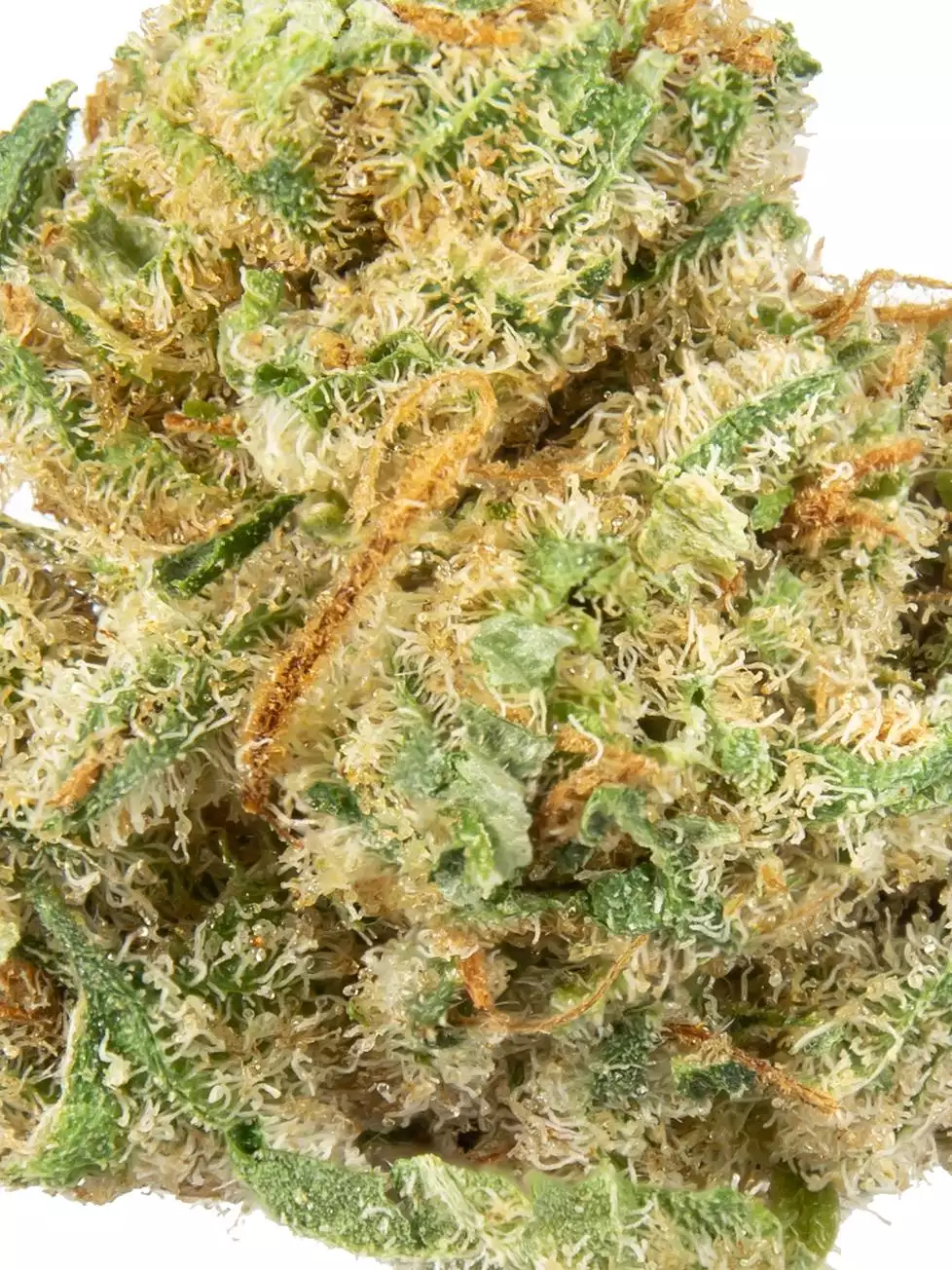 Alien-Og-4